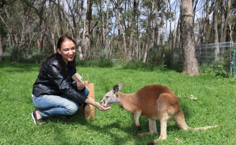 Cleland Wildlife Park Experience With Mount Lofty Summit - Feeding Kangaroos and Trails