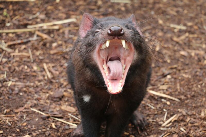 Cleland Wildlife Park Experience With Mount Lofty Summit - Panoramic Views at Summit