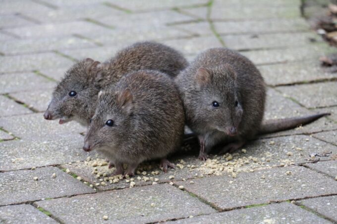 Cleland Wildlife Park Experience With Mount Lofty Summit - Included Transportation and Amenities