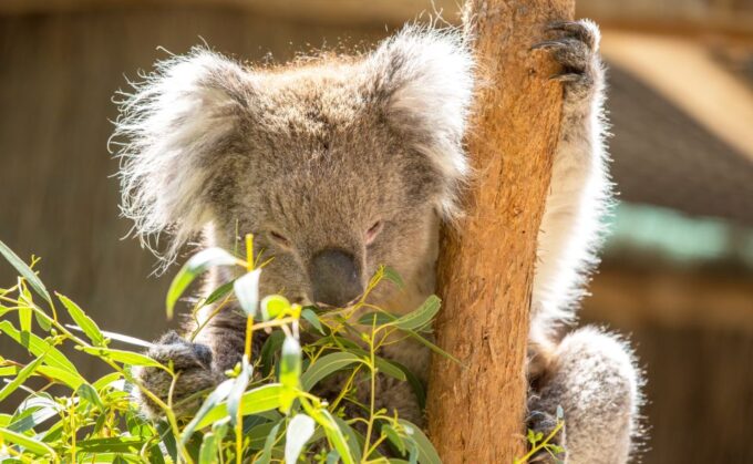 Cleland Wildlife Park Experience With Mount Lofty Summit - Age and Weather Policies