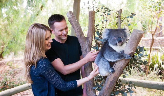 Cleland Wildlife Park Experience With Mount Lofty Summit - Customer Reviews and Ratings
