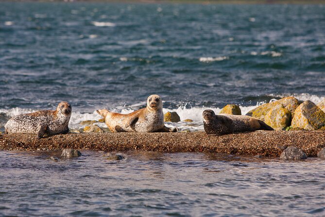 Clew Bay Cruise, Westport ( 90 Minutes ) - Local Seal Colonies