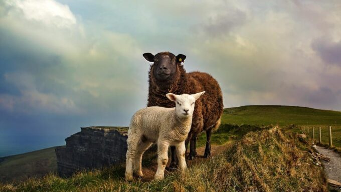 Cliffs of Moher, Burren, Bunratty Private Chauffeur Tour - Inclusions
