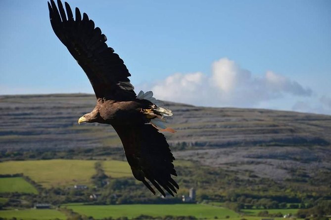 Cliffs of Moher & Burren Tour - 2 Hour Stop at Cliffs of Moher - Meeting Point and Pickup Details