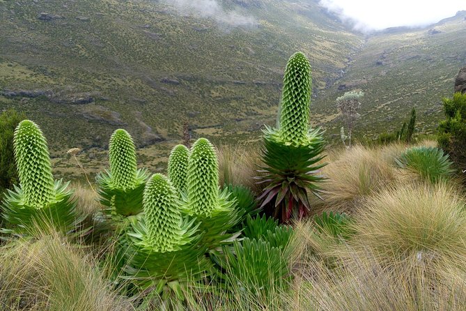 Climbing Mount Kenya 5 Days Via Chogoria Route - Included in the Tour