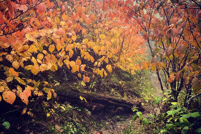 Clingmans Dome Hike - Meeting Point and Travel
