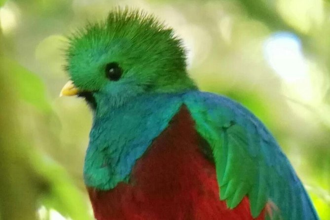 Cloud Forest Hanging Bridges With a Local Naturalist Tour Guide - Customer Feedback