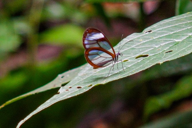 Cloud Forest Hike - Water National Park: Juan Castro Blanco National Park - Tour Overview