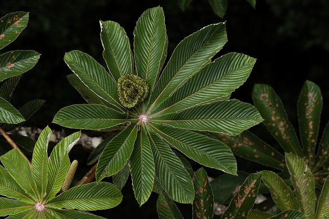 Cloud Forest Natural History Tour - Key Points
