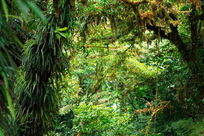 Cloud Forest Natural History Tour - Location and Pricing