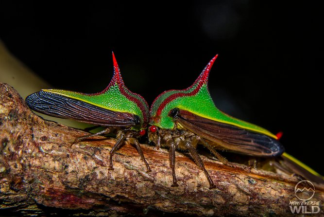 Cloud Forest Night Walk in Monteverde -Monteverde Wild- - Traveler Recommendations