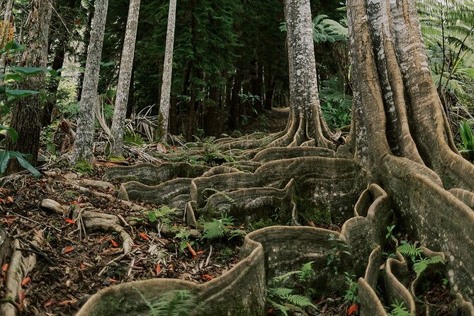 Cloud Forest Sanctuary Jungle Tour - Tour Requirements and Accessibility