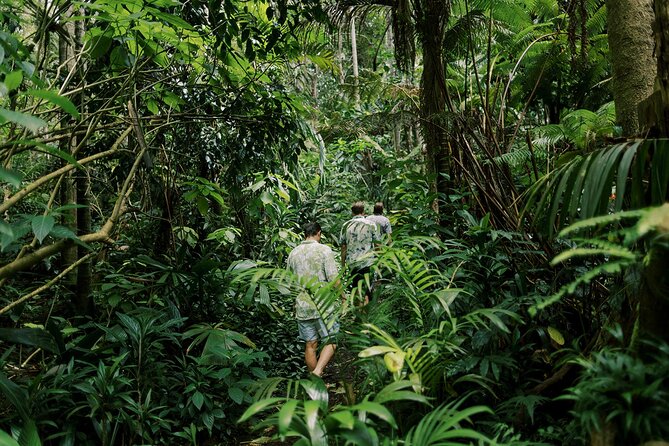 Cloud Forest Sanctuary Jungle Tour - Geological History of the Area