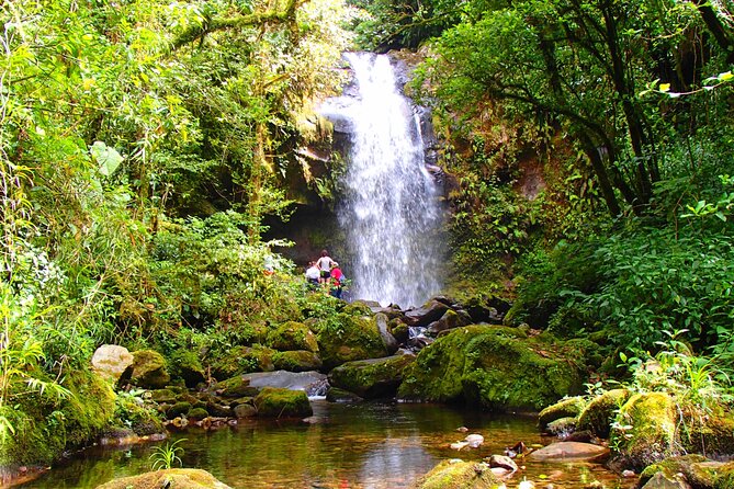Cloud Forest Wildlife Hike 8:30am (Minimum of 2 People Required ) - Tour Overview