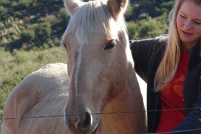 Coaching With Horses in Dominican Republic - About Your Stay