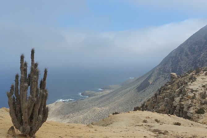 Coast and Atacama Desert English Bay and Sugar Loaf From La Serena - Tour Rating and Reviews