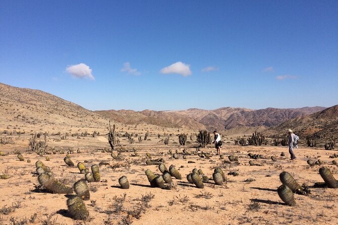 Coast and Atacama Desert English Bay and Sugar Loaf From La Serena - Highlights of the Tour