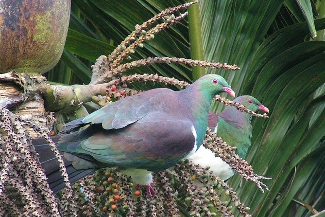 Coast and Rainforest Eco-Tour From Auckland With Lunch - Traveler Experience and Reviews
