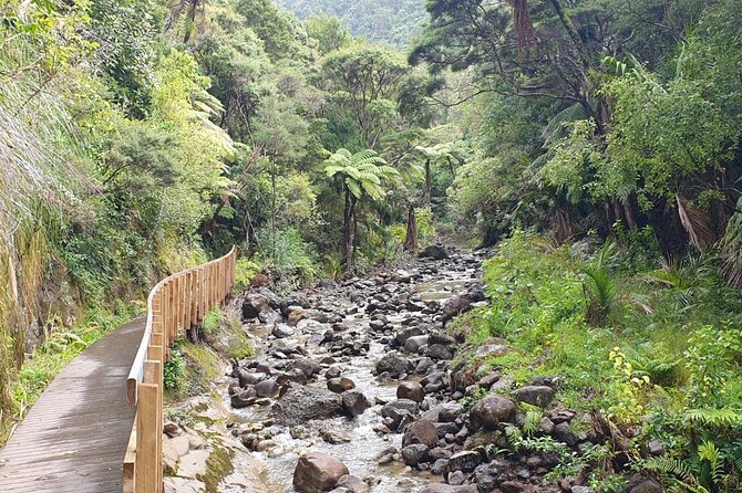 Coast and Rainforest Eco-Tour From Auckland With Lunch - Natural Beauty and Cultural Heritage