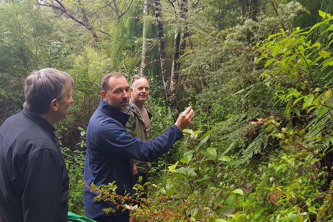 Coast and Rainforest Eco-Tour From Auckland With Lunch - Guided Rainforest Walk