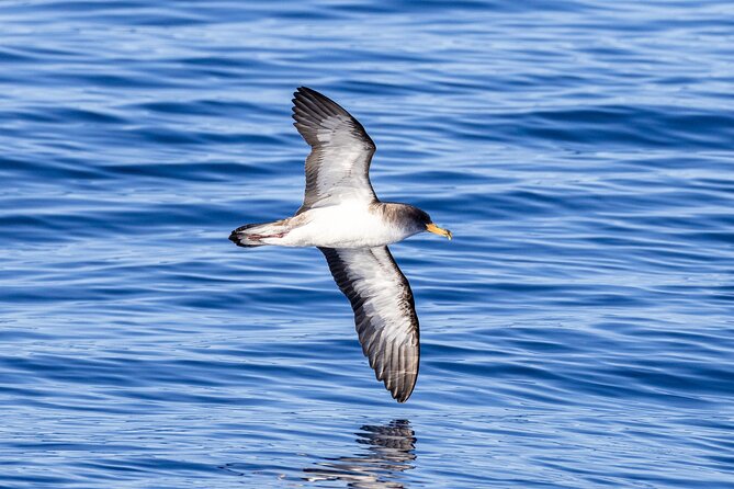 Coastal Boat Tour in Ribeira Grande and Porto Formoso - Customer Feedback