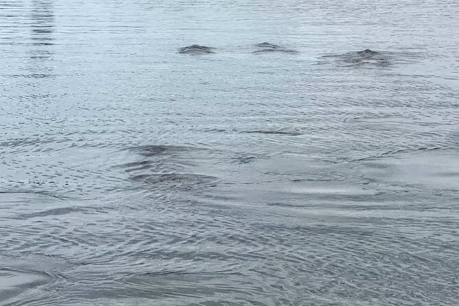 Coastal Discovery Cruise - Glowing Guest Reviews