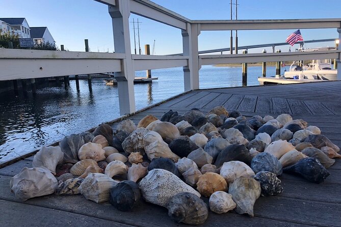Coastal Excursion/Sunset Cruise/Sand Dollars/Sea Shells/Horses - Activity Overview