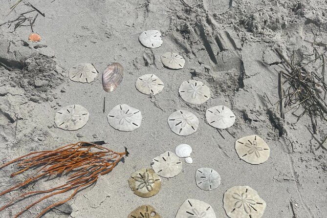 Coastal Excursion/Sunset Cruise/Sand Dollars/Sea Shells/Horses - Reviews and Ratings