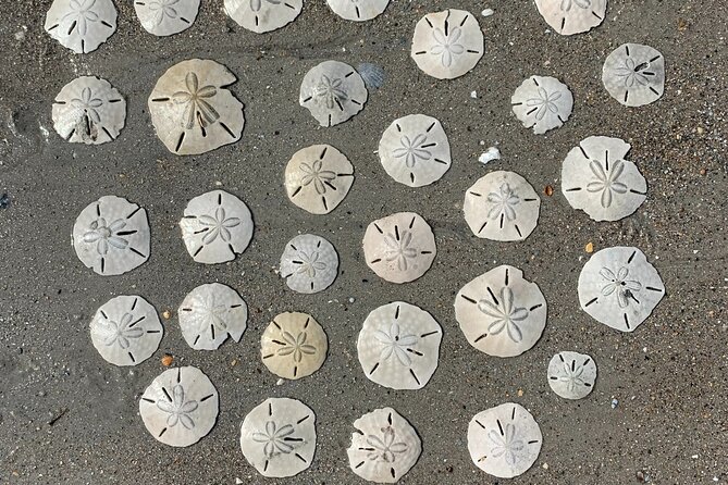 Coastal Excursion/Sunset Cruise/Sand Dollars/Sea Shells/Horses - Coastal Excursion