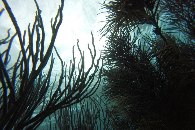 Coastline Snorkel and BBQ - Snorkeling in Tobago