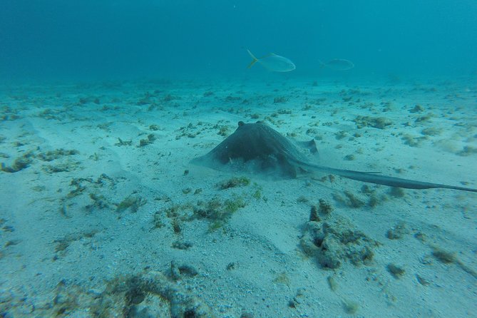 Coastline Snorkel and BBQ - Swimming With Marine Life