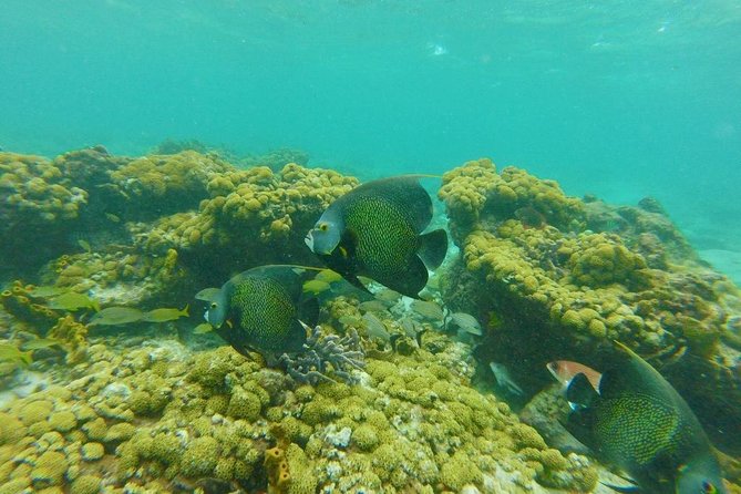 Coastline Snorkel and BBQ - Participant Information
