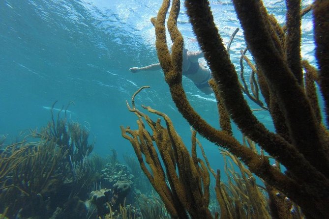 Coastline Snorkel and BBQ - Customer Ratings and Reviews
