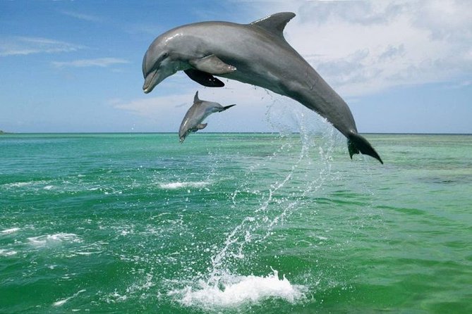 Coastline Whale & Dolphin Watching Experience - What to Expect on Tour