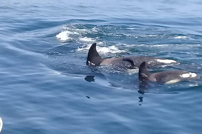Coastline Whale & Dolphin Watching Experience - Customer Reviews and Feedback