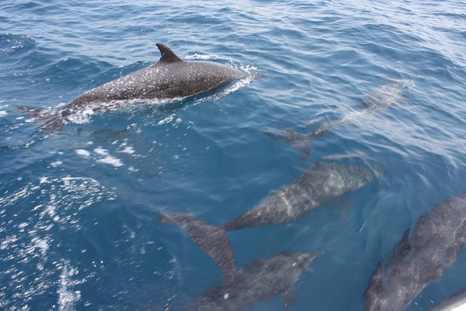 Coastline Whale & Dolphin Watching Experience - Tips for a Great Experience