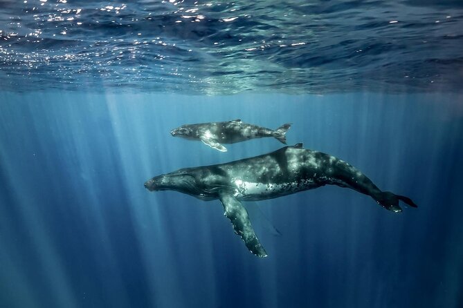 Coastline Whale & Dolphin Watching Experience - Frequently Asked Questions