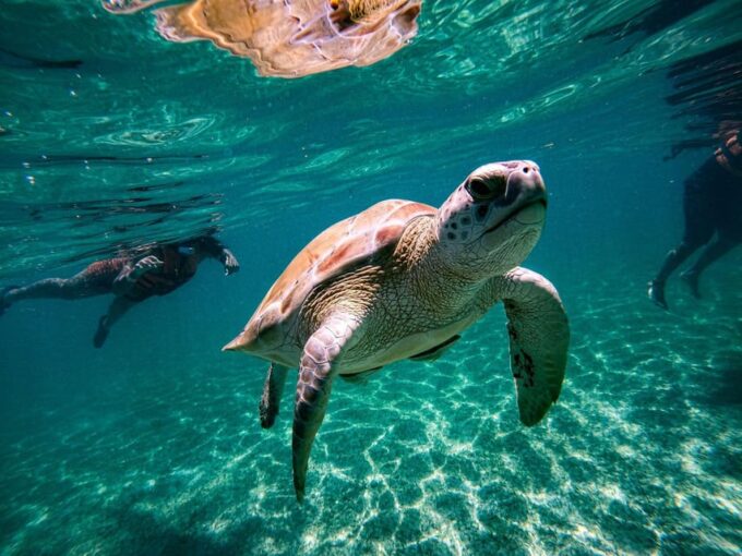 Coba and Swimming With Turtles PRIVATE TOUR - Restrictions and Requirements
