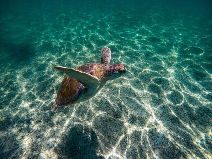Coba and Swimming With Turtles PRIVATE TOUR - What to Bring