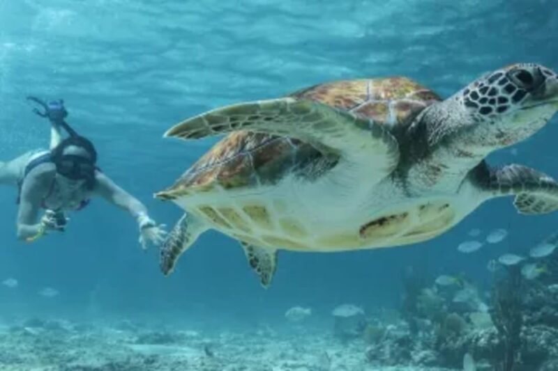 Coba and Turtles Adventure - Key Points