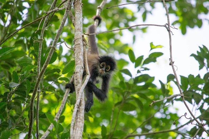 Coba & Monkey Sanctuary Punta Laguna Private Tour - Reviews and Pricing