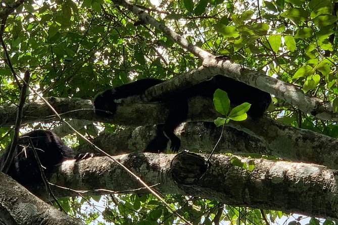 Coba Ruins and Punta Laguna Monkey Reserve Day Tour From Tulum - Pricing and Booking Information