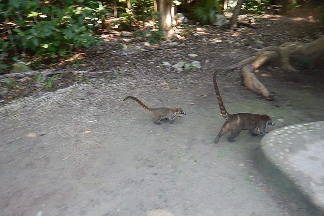Cobá Ruins Tour (Private, Half Day) - Tour Details