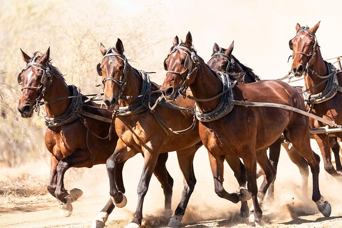 Cobb and Co Stagecoach Experience - Inclusion and Pricing Details