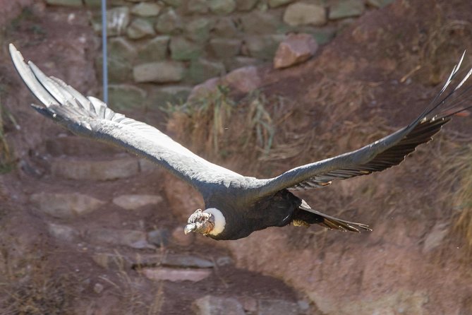 Cochahuasi Animal Sanctuary Admission Ticket - Key Points