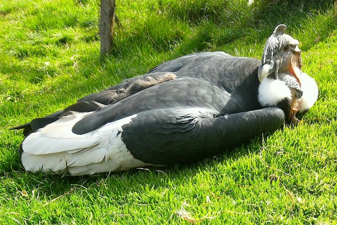 Cochahuasi Animal Sanctuary Admission Ticket - Rehabilitation Focus and Animal Care