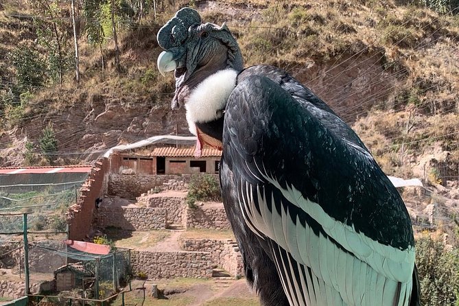 Cochahuasi Animal Sanctuary Admission Ticket - Visitor Reviews and Ratings