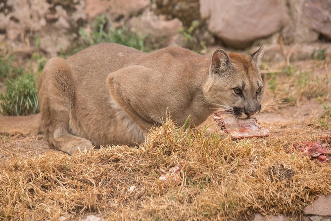Cochahuasi Animal Sanctuary Admission Ticket - Supporting the Sanctuarys Mission