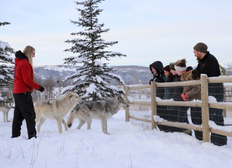 Cochrane: Yamnuska Wolfdog Sanctuary Tour - Key Points