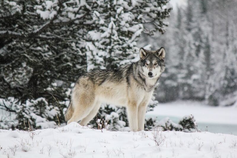 Cochrane: Yamnuska Wolfdog Sanctuary Tour - Tour Duration and Pricing